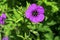 Geranium sanguineum known as bloody crane`s-bill or bloody geranium,