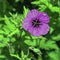 Geranium sanguineum known as bloody crane`s-bill or bloody geranium,