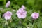 Geranium sanguineum Striatum beautiful ornamental park flowering plant, group of light pink white flowers in bloom, green leaves