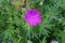 Geranium sanguineum - Wild plant shot in the spring