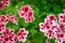 Geranium The scientific name is Pelargonium x hortorum L.H.Bail. Dark pink petals