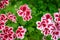 Geranium The scientific name is Pelargonium x hortorum L.H.Bail. Dark pink petals and white flower edges