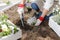 Geranium, seedling, gardening image, planting of flower seedling