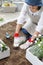 Geranium, seedling, gardening image, planting of flower seedling