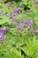 Geranium sylvatica woodland cranesbill purple