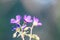 Geranium sylvaticum macro shot outdoors with soft natural light and blue blurry bokeh.