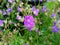 Geranium sylvaticum `Mayflower`