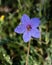 Geranium sylvaticum Mayflower flower