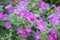 Geranium sylvaticum, plant with purple flowers in spring, UK