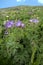 Geranium sylvaticum; Wood cranesbill, or woodland geranium in Malbun, Liechtenstein