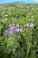 Geranium sylvaticum; Wood cranesbill, or woodland geranium in Malbun, Liechtenstein