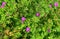 Geranium sylvaticum, wood cranesbill or woodland geranium, species of hardy flowering plant in family Geraniaceae