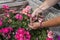 Geranium trailing,woman dead heading picking off dead flowers with her hands