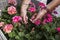 Geranium trailing,woman dead heading picking off dead flowers with her hands