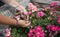 geranium trailing,woman dead heading picking off dead flowers with her hands