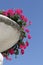 Geranium vase in a garden