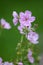 Geranium Viscosissimum, or Sticky Purple Geranium