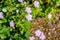 Geranium wilfordii with pink color