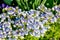 Geranium wilfordii with purple color