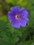 Geranium Ã— magnificum \'Rosemoor\'