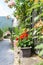 Geraniums as decoration on a wall