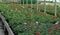 Geraniums blooming in the greenhouse nursery