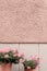 Geraniums decorating pink wall of a house