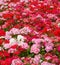 Geraniums flower background