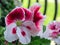 Geraniums Grandiflora, pelargonium