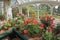 Geraniums in greenhouse