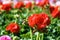 Geraniums in greenhouse