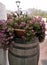 Geraniums outdoors in large pot