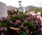 Geraniums outdoors in large pot