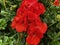 Geraniums Pelargonium x hortorum, bright red, popular bedding plant