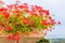 Geraniums pot and countryside of Romagna in Italy