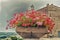 geraniums pot and countryside of Romagna in Italy