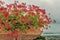 geraniums pot and countryside of Romagna in Italy