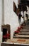 Geraniums on Stepped Street