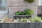 geraniums in a stone behind the mixed herbs wall