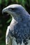 Geranoaetus melanoleucus, black chested buzzard eagle