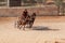 Gerasa (Jerash, Jordan). Roman show at hippodrome in ancient city. Chariot with two horses is driven by one person