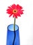 Gerber in blue vase