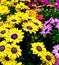 Gerber Daisies in multiple colors, Yellow, Pink, Purple