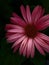 Gerber Daisy