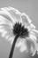 Gerber Daisy in Black and White