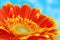 Gerber daisy flower on blue background