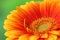 Gerber daisy flower on green background