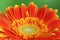 Gerber daisy flower on green background