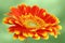 Gerber daisy flower with green background