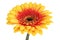 Gerber daisy flower with white background